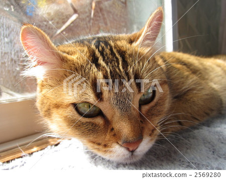 毛孩 貓 貓咪 2569280