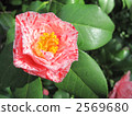 Two color camellia 2569680