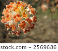 Flower of Akabana Mitumata 2569686