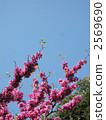 Hanazu Ow 2569690