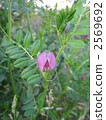 Crow peas 2569692