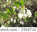 Dutan Azalea 2569710