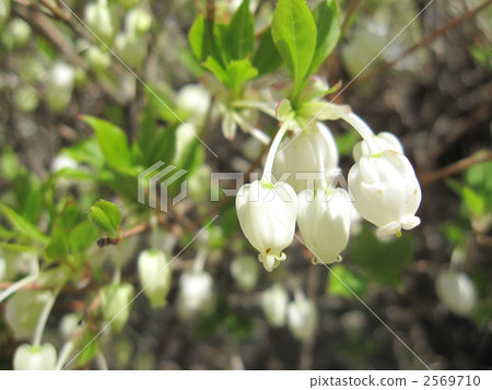 Dutan Azalea Dutan Azalea 2569710