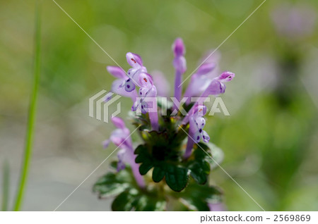 Lamium amplexicaule Lamium amplexicaule 2569869