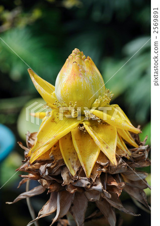 Chiyuukinren 2569891