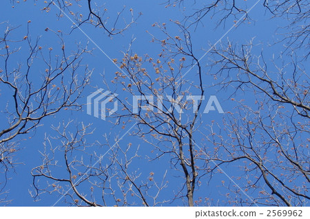 1月Mukuroji·Mukuroji家庭09 2569962