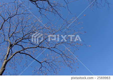 1月Mukuroji·Mukuroji家庭10 2569963