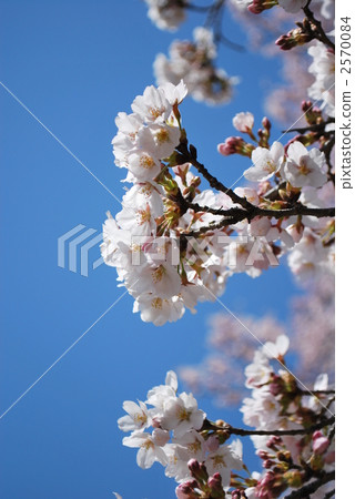 江戶彼岸櫻 櫻花 雙層垂枝的玫瑰花蕾櫻桃 2570084