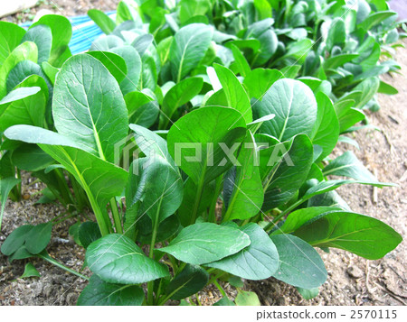 japanese mustard spinach, vegetables, vegetable 2570115