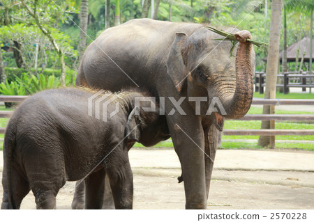 親子大象母乳喂養 2570228