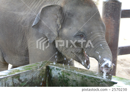 一隻沐浴在浴缸裡的大象 2570230