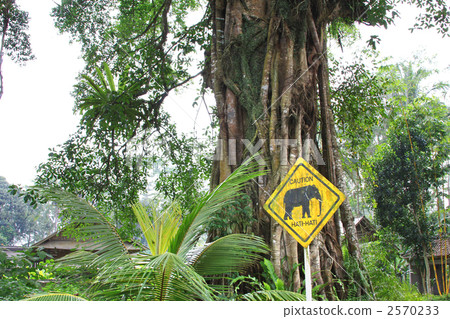 Elephant sign 2570233