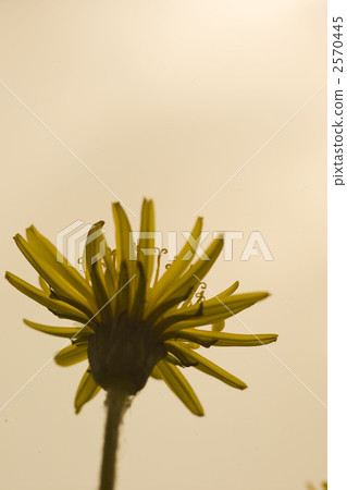 taraxacum officinale, officinale, dandelion flower 2570445