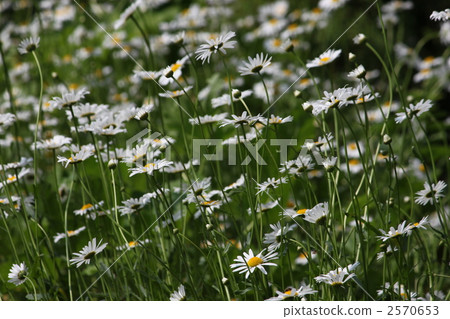 marguerite, botanic, botanical 2570653