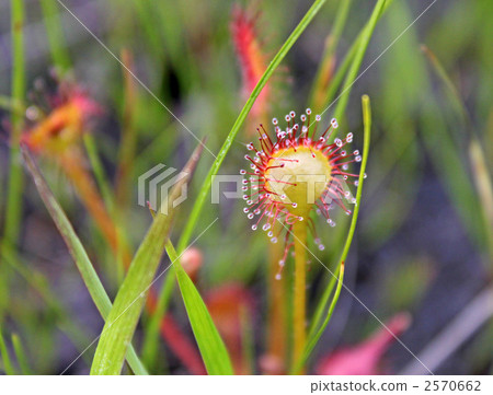 茅膏菜 植物 植物學 2570662
