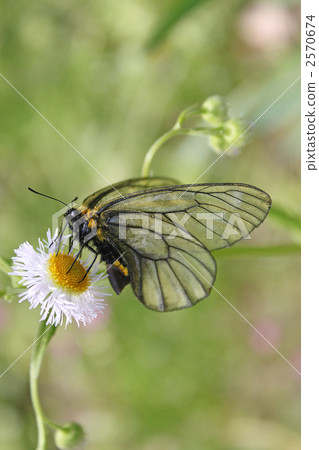 日本雲阿波羅 冰川阿波羅 絹蝶冰川 2570674