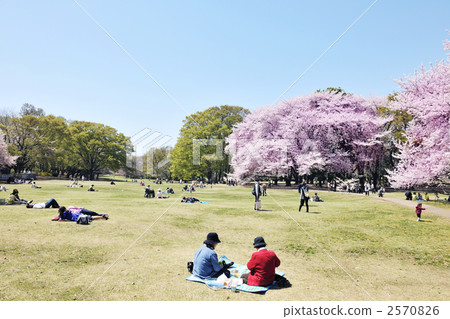 公園 賞櫻 賞花 2570826