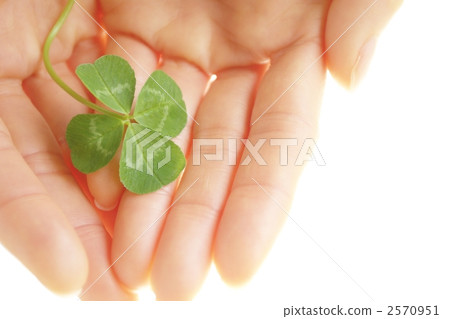 四葉草 四葉 三葉草 2570951