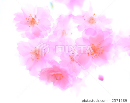 Light pink twin cherry trees Light pink twin cherry trees 2571389