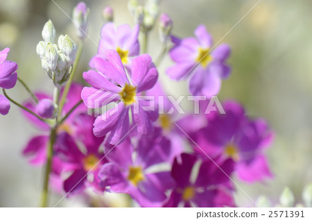 Primula Primula 2571391