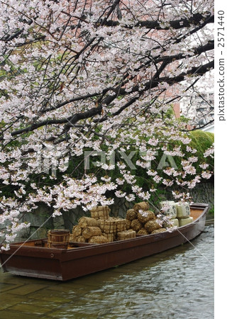 Cherry blossoms in Takase River 2571440