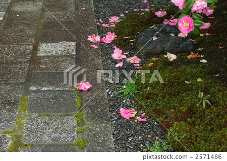 Scattered camellia 2571486