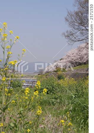 鴨川的春天 2571550
