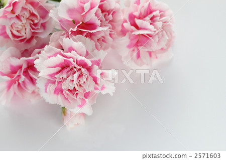 carnation, carnations, bloom 2571603