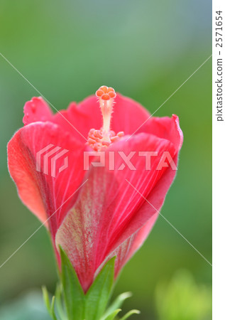 Bud hibiscus Italian red 2571654