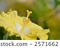 Yellow hibiscus 2571662