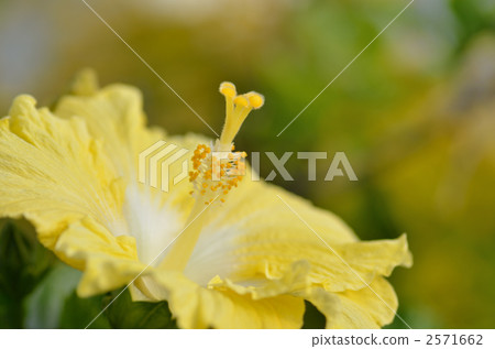 Yellow hibiscus 2571662