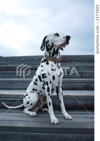 大型狗 大麥町犬 斑點狗 2571685