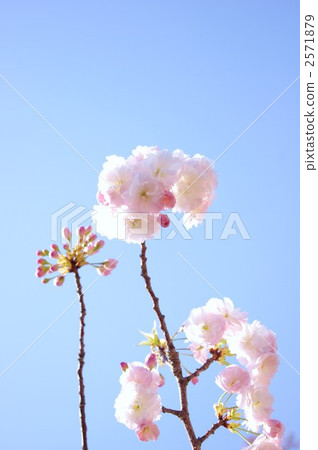 薄荷的Yaezakura 2571879