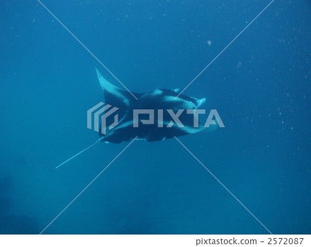 Manta Onimakiei Underwater Manta Onimakiei Underwater 2572087