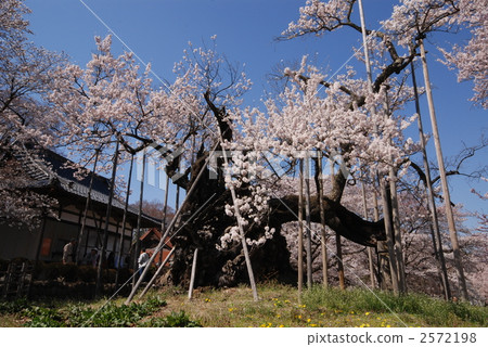 jindai cherry, yamataka jindai sakura, tree 2572198