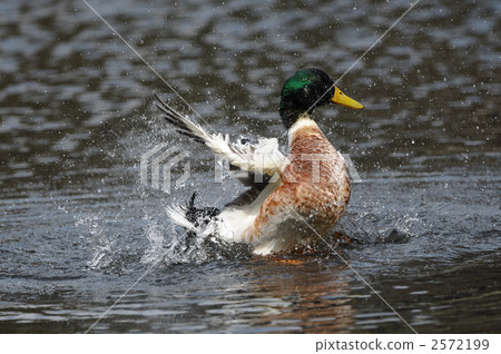 Flapping mallard Flapping mallard 2572199