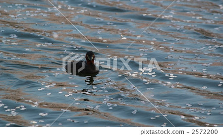 Kakuburi of the cherry blossom season Kakuburi of the cherry blossom season 2572200