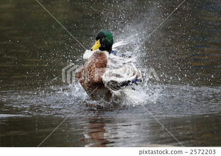 Flapping mallard Flapping mallard 2572203