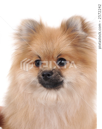 Smile Pomeranian 2572242