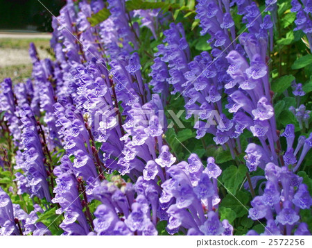 Tatsuna味噌(紫色) Tatsuna味噌(紫色) 2572256