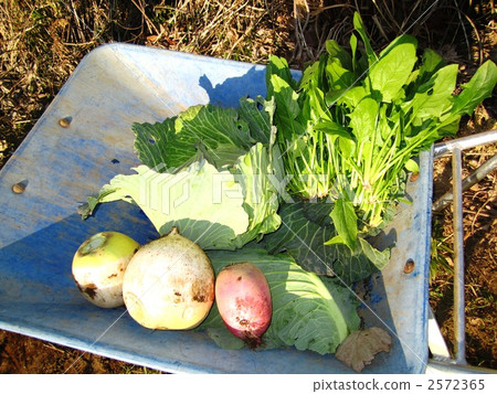 turnip, freshly harvested, freshly yielded 2572365