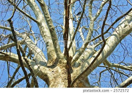 Tree · American Suzukakenoki (Suzuki family) 2572572