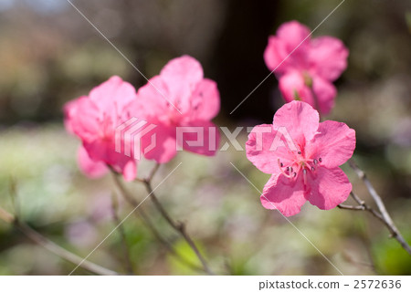 Akayashio花 Akayashio花 2572636