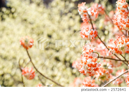 Akafu Mitumata花 2572641