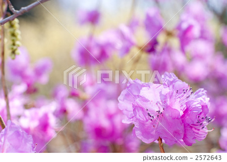 Famous flowers Famous flowers 2572643
