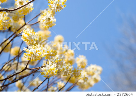 Mitsumata花和藍天 2572664