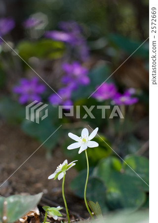 麻雀的花 2572669