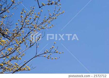 Flowers and blue sky of Sanshui 2572712