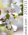 Yuslaume-02 ■ Flower · Ume Peach · Mountain Cherry Pea Plum · Yusurago · Rusty 2572715