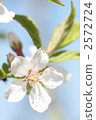 Yuslaume-04 ■ Flowers · Umeoho · Mountain Cherry Pea Plum · Yusurago · Rusty 2572724